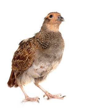 Grey partridge in studio