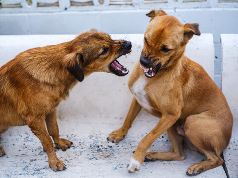 Two Brown Stray Dogs Fighting and Snarling Aggressively Over Territory