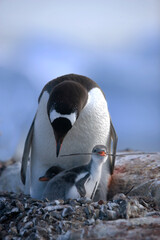 Fototapeta premium Gentoo penguin with chick holding stick on South Georgia Island