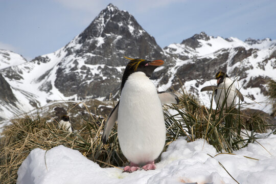 Macaroni penguins on South Georgia Island