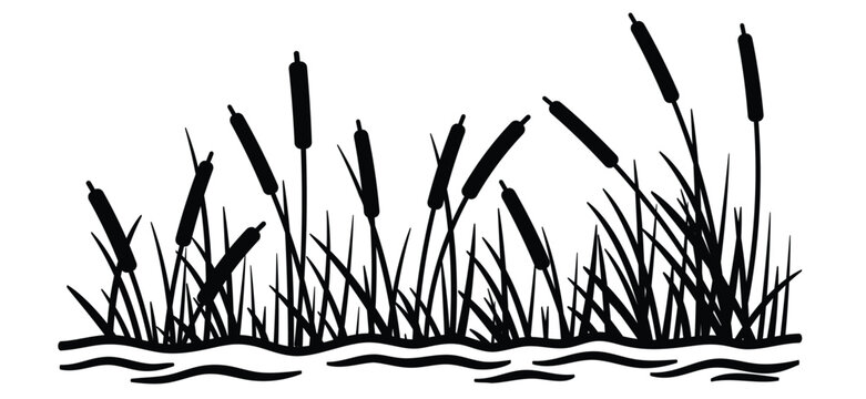 cartoon lisdodde or typha latifolia It is an aquatic plant. They have long, narrow leaves, a straight stem, and a brown, cigar-shaped spadix. They grow mainly in swamps, ditches, and along banks.
