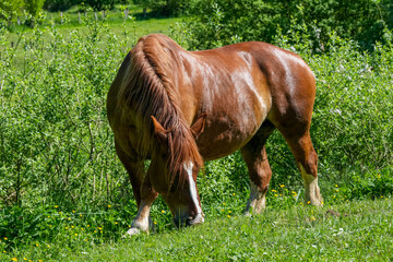 Bretonische Stute auf einer Weide im Frühsommer © Markus Kammermann
