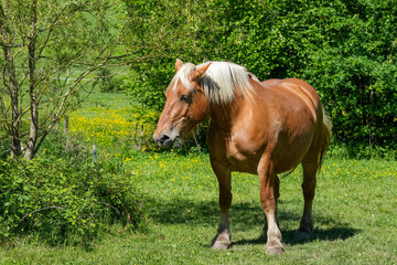 Comtois Stute auf einer Weide im Frühsommer © Markus Kammermann
