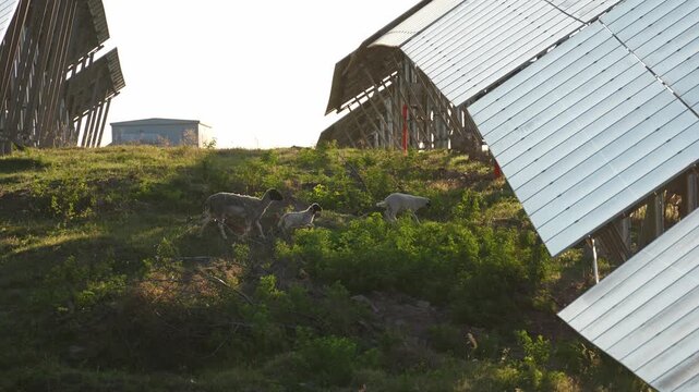 Sheep grazing on a grassy hillside between rows of solar panels under evening light