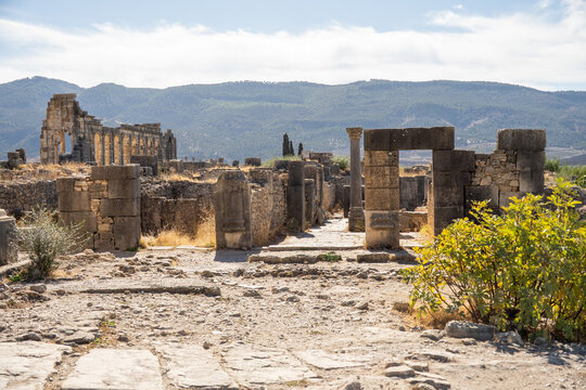 The ruins of Volubilis, outside of Meknes, Morocco