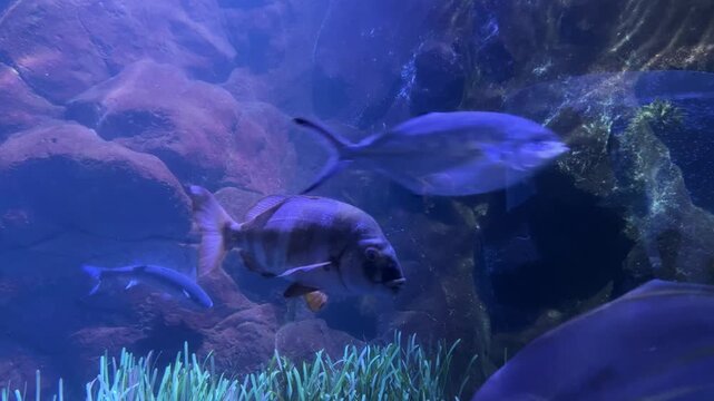 White seabream Diplodus sargus and bluefin trevally Caranx melampygus swimming above seagrass habitat in marine aquarium environment. Coastal fish species, underwater biodiversity, aquatic ecosystem, 