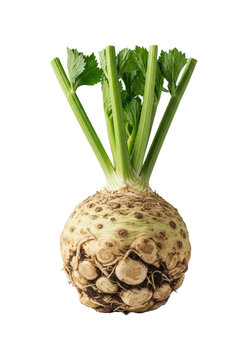 Fresh whole celeriac with gnarled skin, vibrant green leaves, subtle soil on a transparent background, diffuse lit. Concept for fresh produce advertising