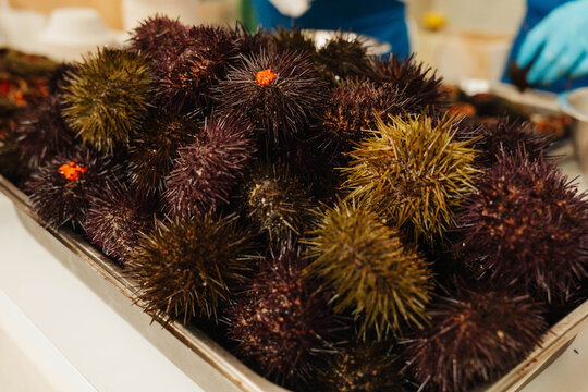 Fresh sea urchins at the seafood market. A rare seasonal delicacy. Concept: freshness, sustainable fishing, natural ingredients.