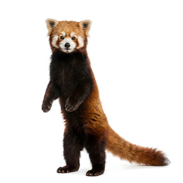 Red Panda Standing Upright on Hind Legs, Facing Forward with Curious Expression