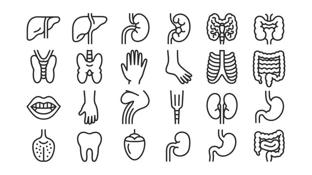 Human body organ icons line art style medical symbols