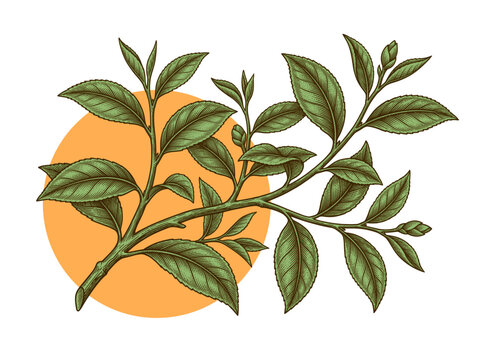 Green tea branch with tea leaves, vintage engraved illustration, plant vector illustration