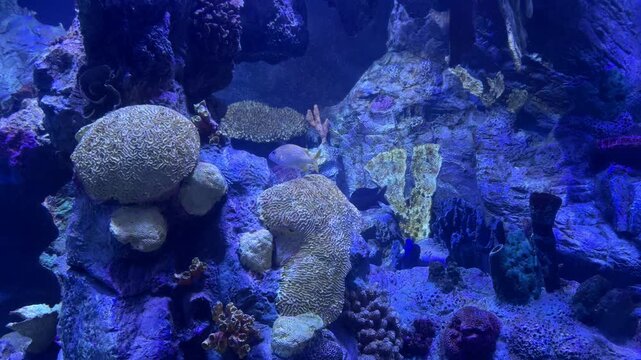 Yellowtail fusilier Caesio cuning swimming through tropical coral reef aquarium habitat with Platygyra brain corals and marine invertebrates. Underwater biodiversity, ocean wildlife, reef ecosystem, a