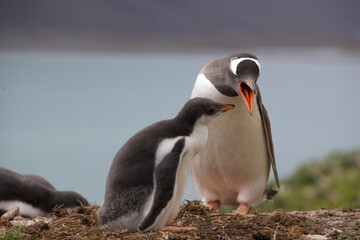 Fototapeta premium Adult and chick gentoo penguins on South Georgia Island