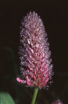 Trifolium rubens or Red Feather Clover