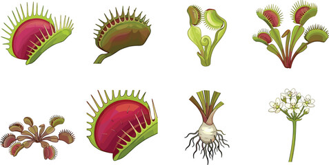 Venus Flytrap Carnivorous Plant Vector Set Featuring Traps, Bulb, Roots, and White Flower Blooms for Botanical Education Graphic Designs © Maslima