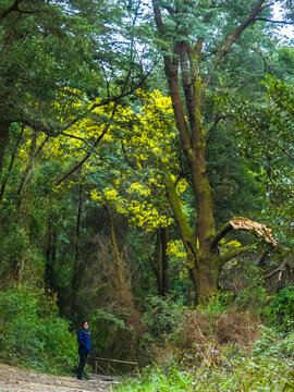 pajaros del sur de chile