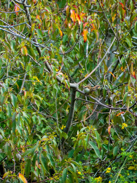 pajaros del sur de chile