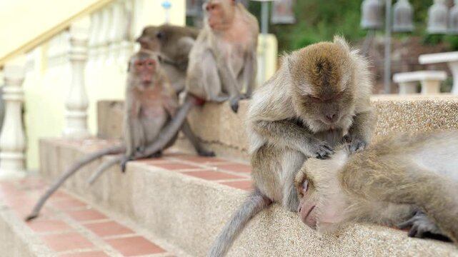Two Macaque Monkeys Picking Fleas from Each Other close-up , Wild Macaque Monkeys Searching for Fleas and Ticks While Grooming 