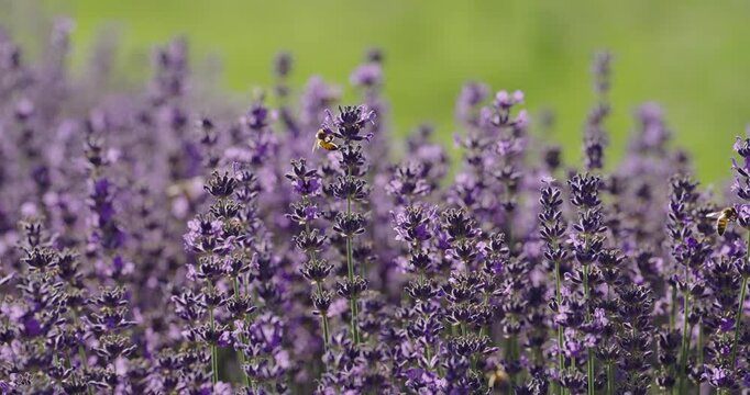 Bees gathering nectar from lavender