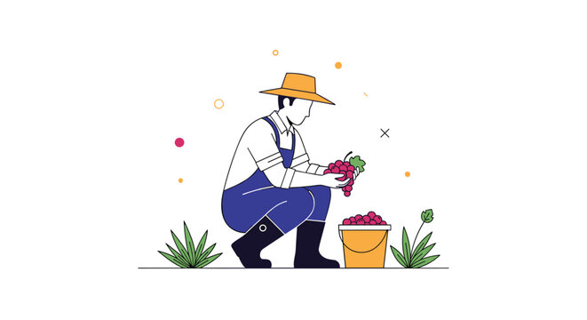 Male farmer in hat and overalls squatting to harvest fresh red grapes and putting them into a bucket on the farm.