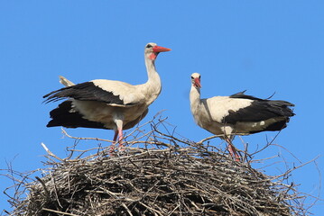Fototapeta premium storks in the nest