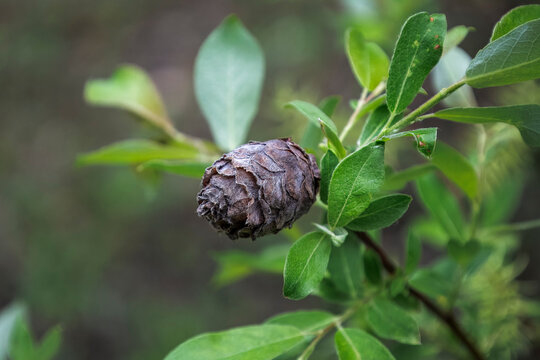 Willow gall, or wolf willow pine, is abnormal, tumour-like growth caused by insects laying eggs and using it as its larvae developing housing.