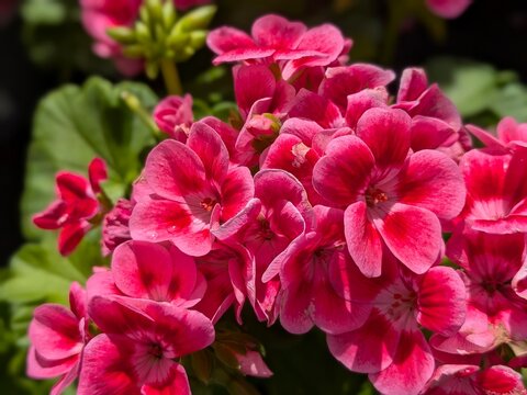 Close-up of vibrant pink and red Pelargonium flowers.