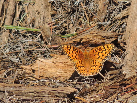 A colorful moth lands on the ground