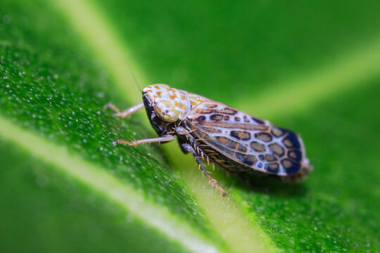Leafhopper (Errastunus ocellaris) on Green Leaf Macro Wildlife