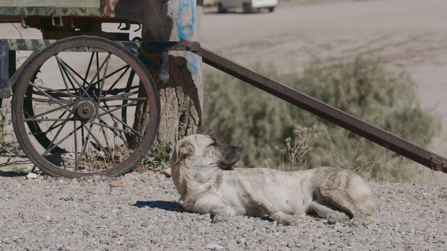 White dog rests near cart on gravel road in the sun