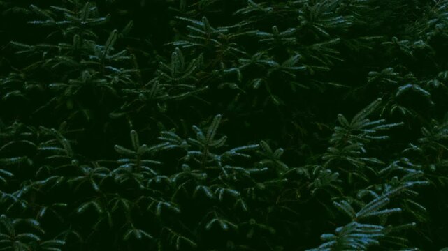 Dense dark green pine tree foliage background