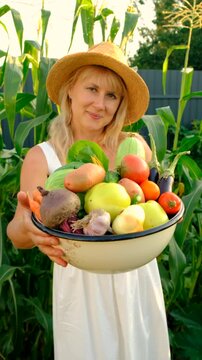 Vegetable harvest with a woman in a garden. Selective focus.