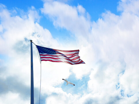 American Flag with flying bird over sky