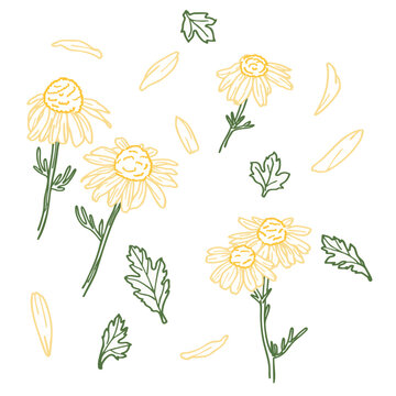 Set of basic chamomile design elements. Enhance your creative projects with this minimalist chamomile and daisy flower vector set.