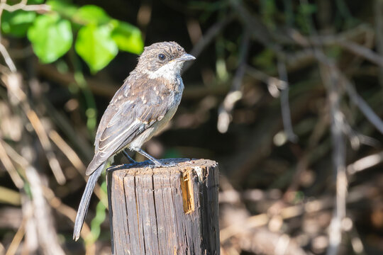 Fiscal Flycatcher fledgling (Sigelus silens silens) perched on pole, Wilderness, Western Cape, South Africa