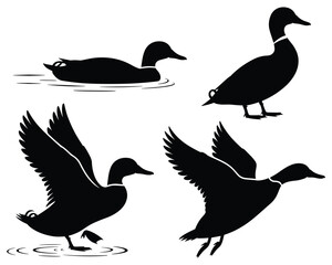 Obraz premium Four Mallard Ducks In Various Poses Black Silhouette