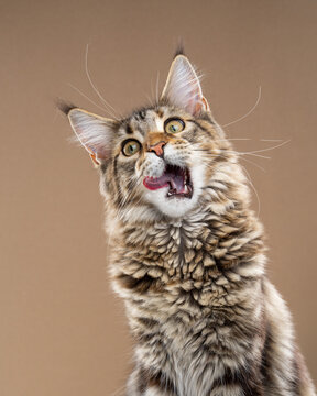 Hungry tabby Maine Coon cat eagerly waiting for food, cat food, or treats, licking its lips and looking excited and expectant