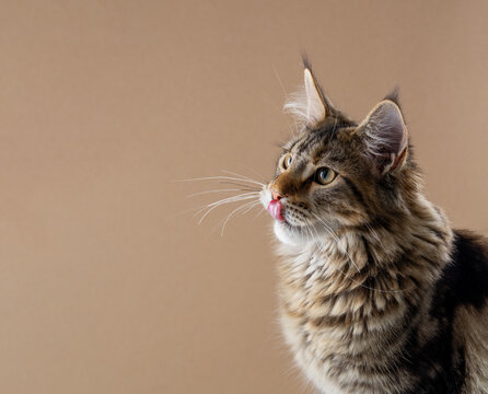 Side view of a hungry tabby Maine Coon cat licking its lips, against a light brown studio background, looking toward the copy space
