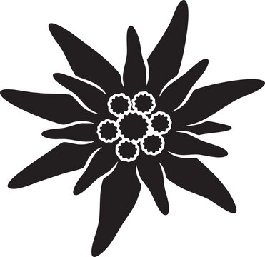 Black silhouette of an edelweiss flower with edelweiss, silhouette