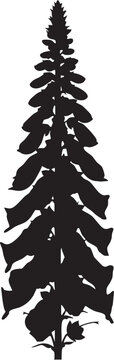 Black silhouette of tall digitalis foxglove plant with foxglove