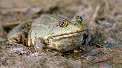 Obraz premium frog on the ground