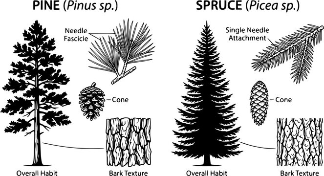 Tree trunk, coniferous tree, needle foliage, tree comparison, bark texture, nature illustration, botanical contrast, foliage layers, educational art, ecology