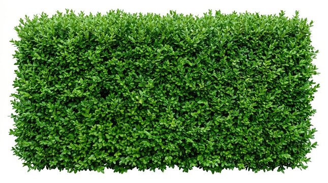 Green boxwood hedge isolated on white background