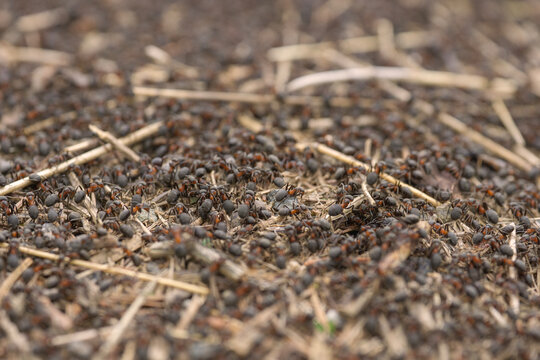 macro shot of a busy anthill teeming with ants, including a flying ant with wings, running across twigs and ground in a forest setting showing insect colony behavior and natural wildlife habitat