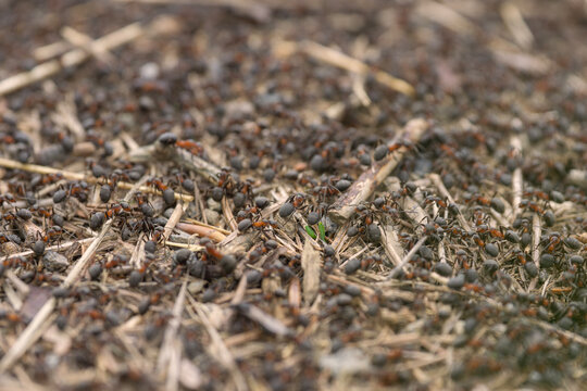  anthill ant colony insects closeup on forest ground natural wildlife habitat wing flying ant busy working together concept of entomology, natural science
