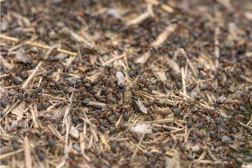 Fototapeta premium macro shot of a busy anthill teeming with ants, including a flying ant with wings, running across twigs and ground in a forest setting showing insect colony behavior and natural wildlife habitat