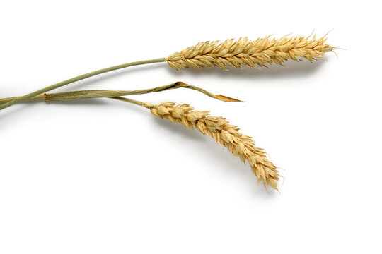 two dry ears of wheat isolated on white background.