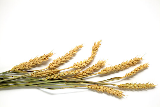 a sheaf of dry ears of wheat isolated on a white background.