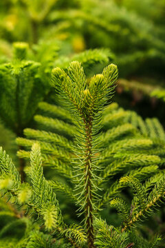 Vertical close up of a straight green pine branch with symmetrical needles