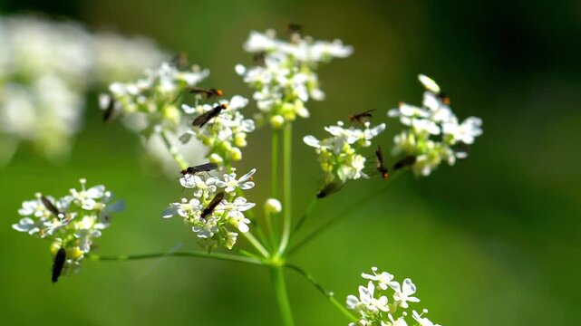 Macro close-up of a dance fly (family Empididae) resting and feeding on delicate white umbel wildflowers. Predatory dipteran insect with long proboscis and bright compound eyes in natural summer meado